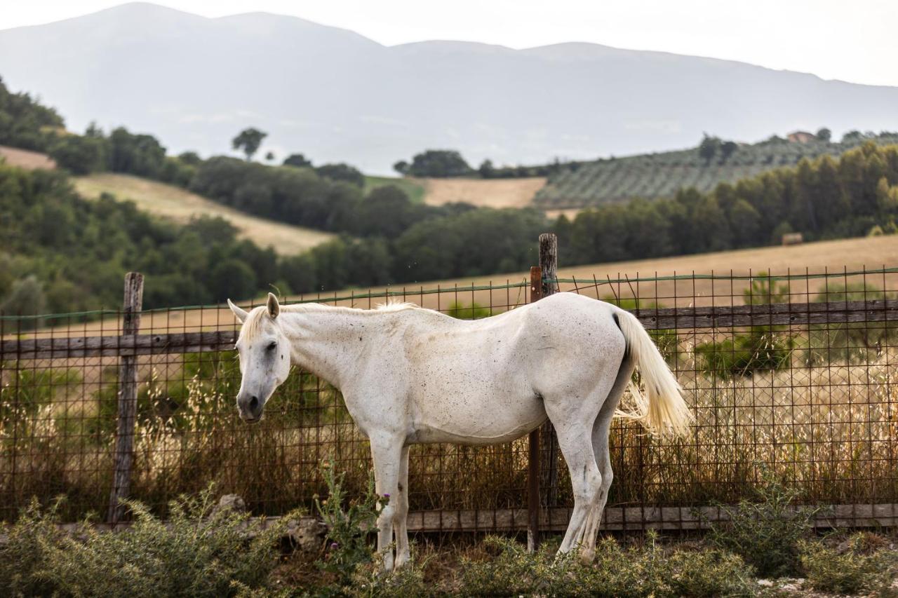 Agriturismo Agrileisuretime สโปเลโต ภายนอก รูปภาพ